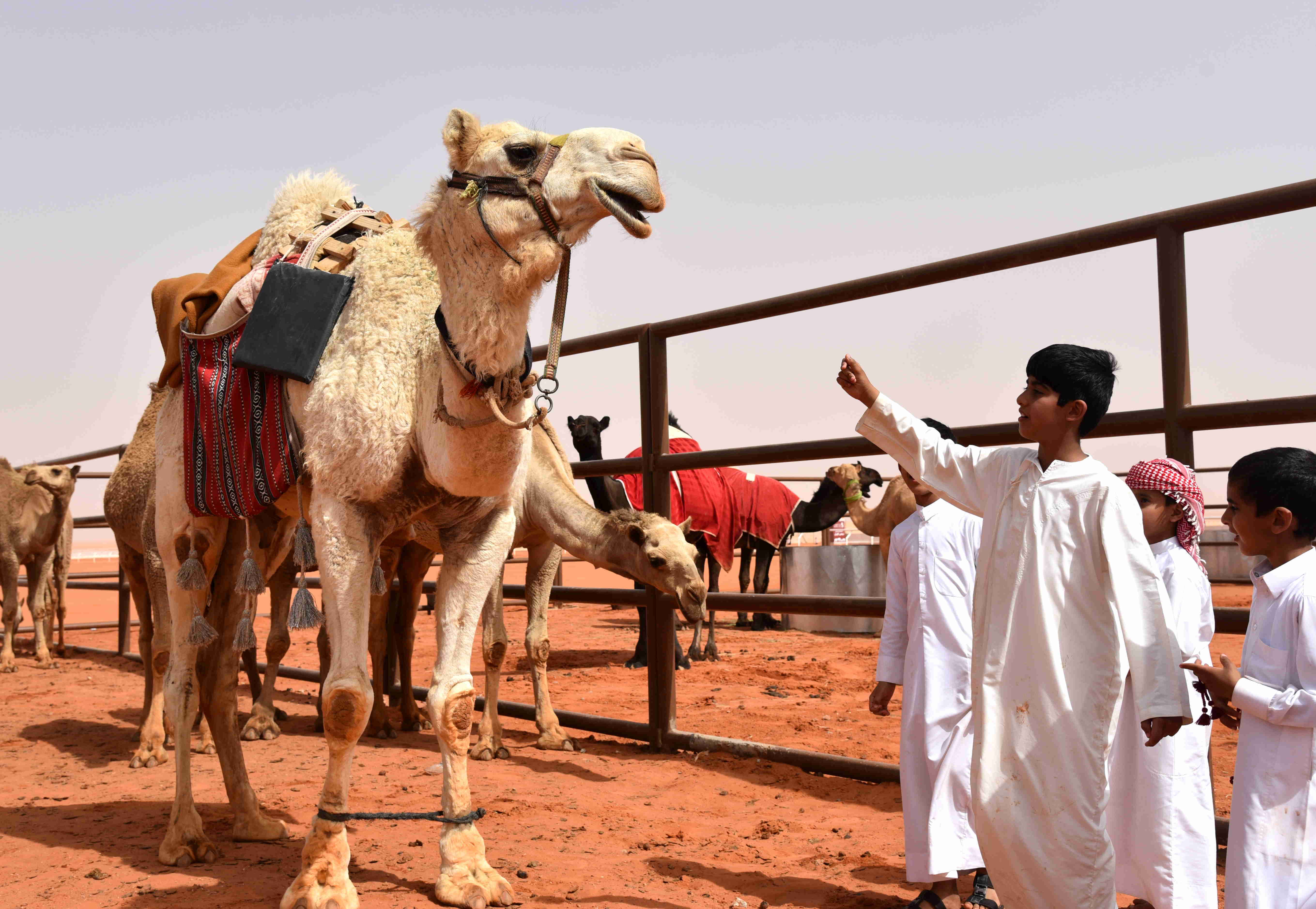 4月4日,在沙特阿拉伯首都利雅得以东的鲁马赫,孩子和自家骆驼玩耍.