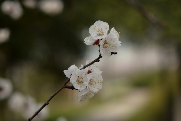 杏花树图片大全 花蕊图片