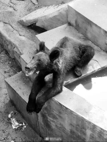 枯瘦的小熊与平时人们心中熊的形象相差很多