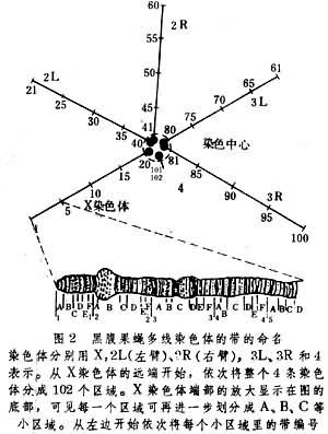 网络线缆_360百科_接线图分享