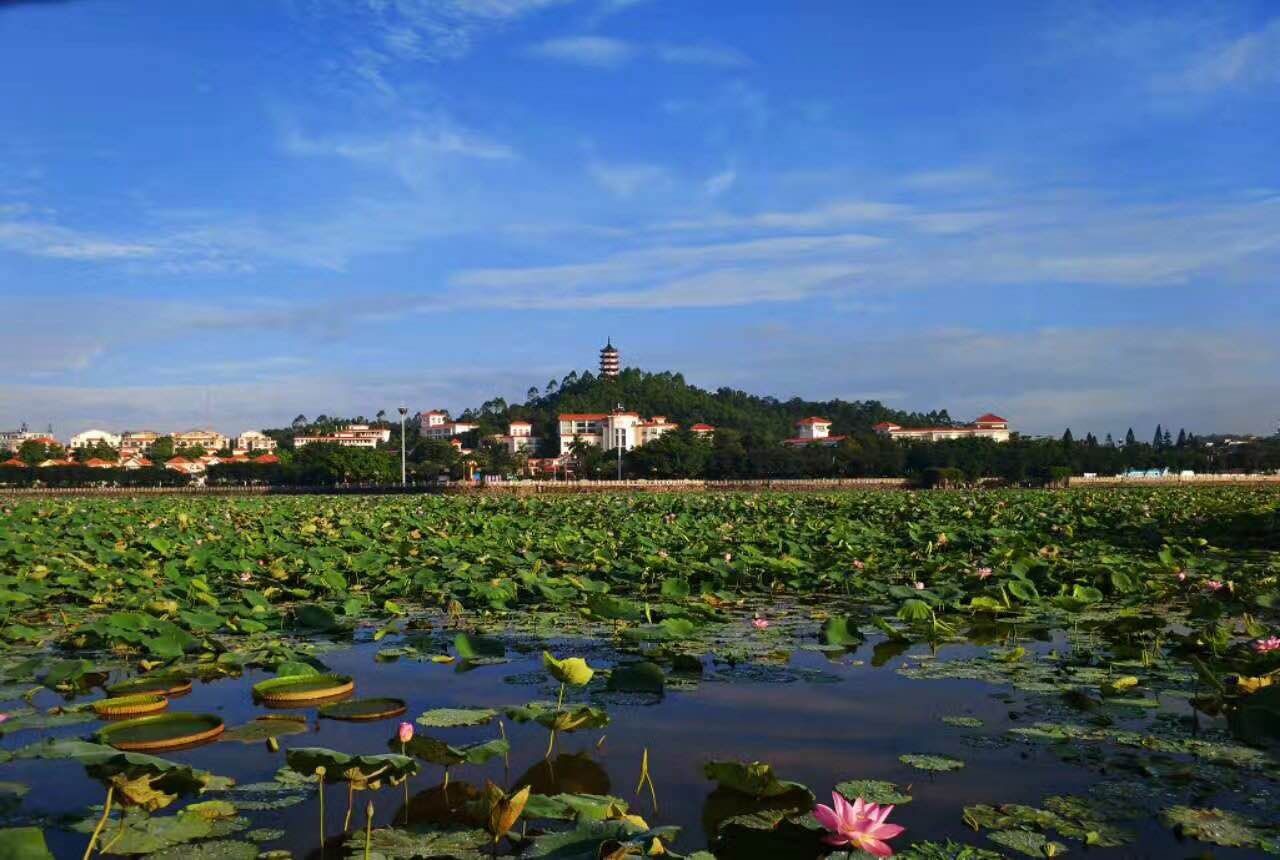 周末去桥头赏荷花!第十四届东莞桥头荷花节盛装启幕