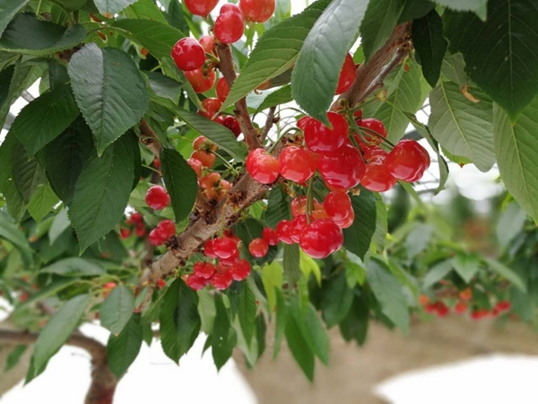 上海交大甜樱桃科研成果走进"田间果园"