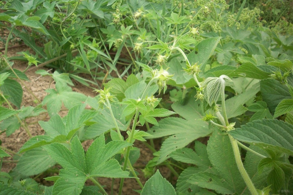 會被劃傷的一般都是這種叫拉拉秧的草所為.