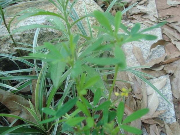 還問這種野生草本植物.別說是葉下珠,雙莢決明.絕對不是.