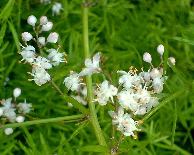 天门冬(《本经》)    【异名】大当门根(《石药尔雅》),天冬(《药品