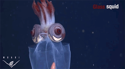 8,玻璃章鱼(glass octopus)