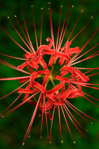 移动应用 彼岸花壁纸