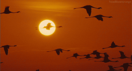 忙碌的清晨开始了,太阳伯伯的脸也越来越红了,想饱饮了玫瑰酒似的