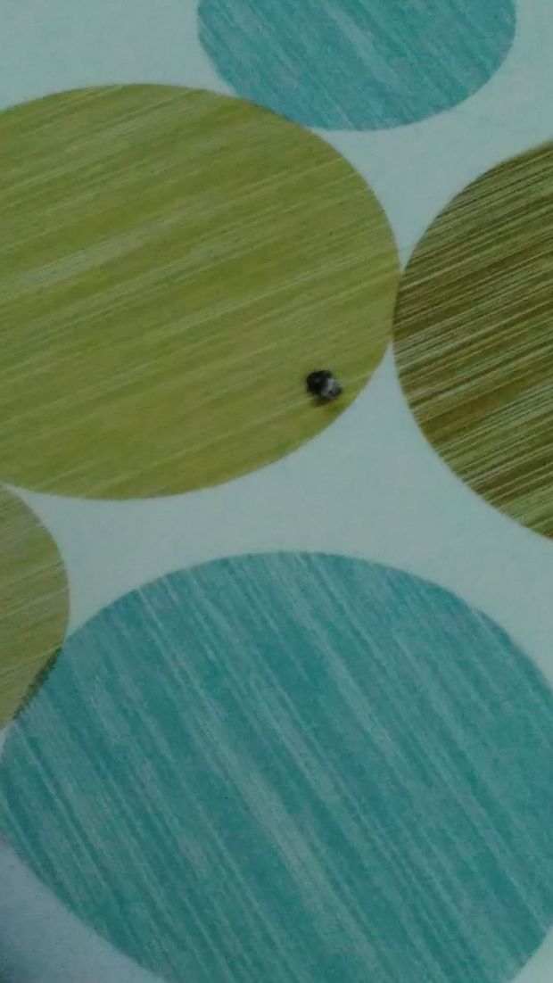 之前背上长了一个小黑点,如图,之前戳上去会有点痛,今天掉下来了,想