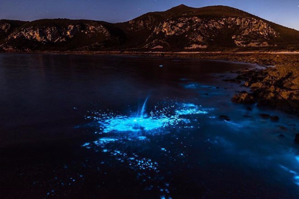 据专家解释,这种自然现象被称为"生物发光",是由上百万浮游生物和海藻