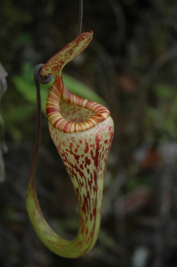 佛氏猪笼草-360百科