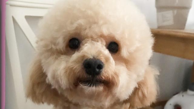 王子狗狗演出电影,预告片上映了!