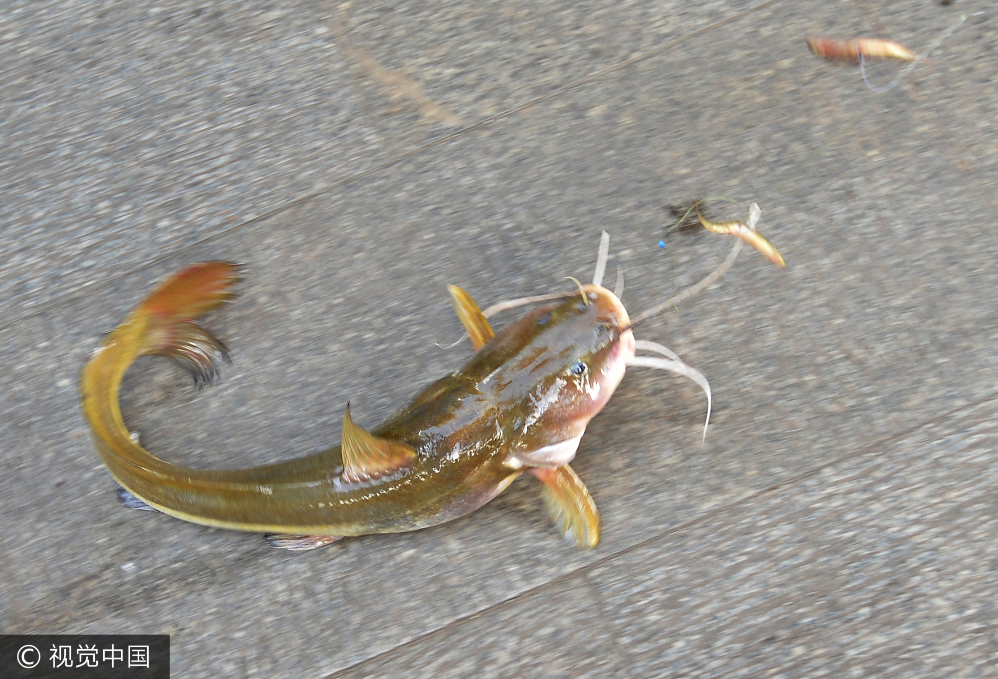 武汉一市民钓到奇特"老鼠鱼" 鱼嘴有长须