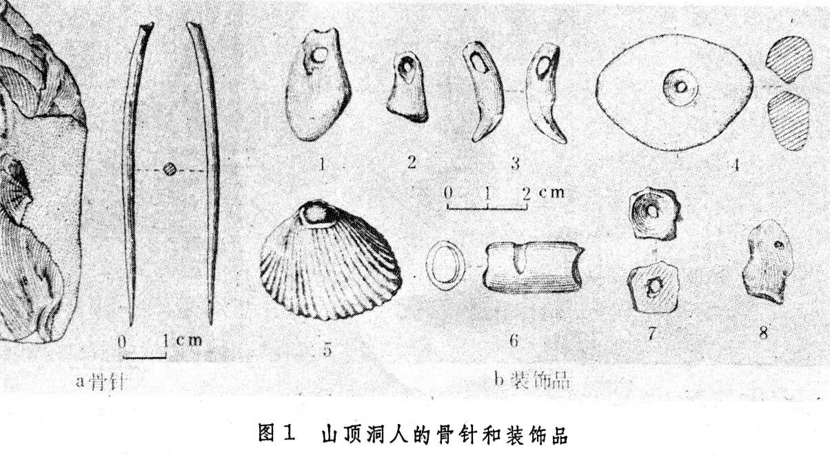 1933年,在北京周口店山顶洞人(距今1.