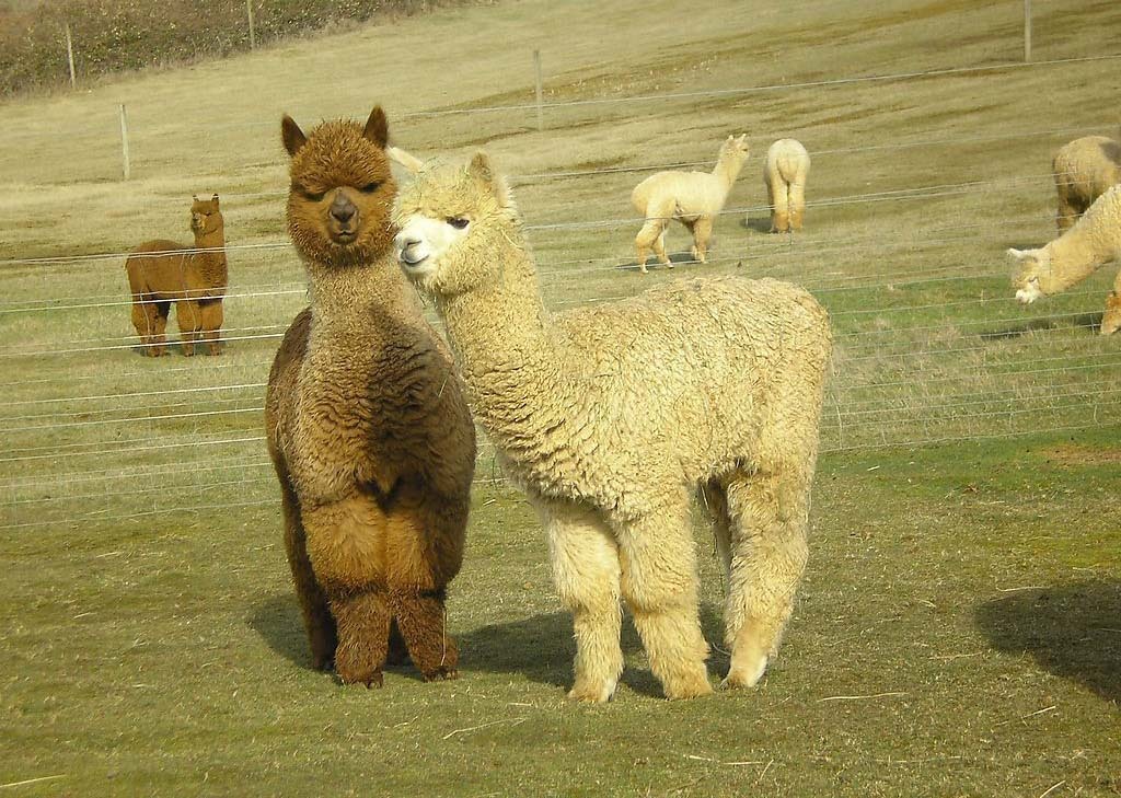 羊驼是原驼和小羊驼的杂交的后代,被人工驯养超过6000年.