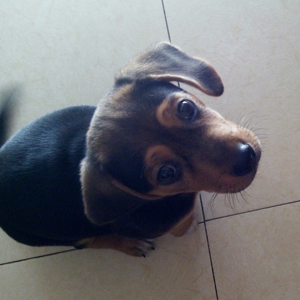 超级菜鸟:有点似土狗家那个缉毒犬 wu:应该是草狗(土狗) 周静芳:串串