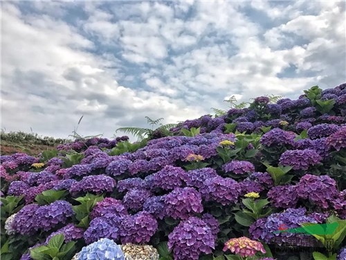 由昆明斗南農產品拍賣有限公司和昆明斗南國際花卉產業園區旅遊文化