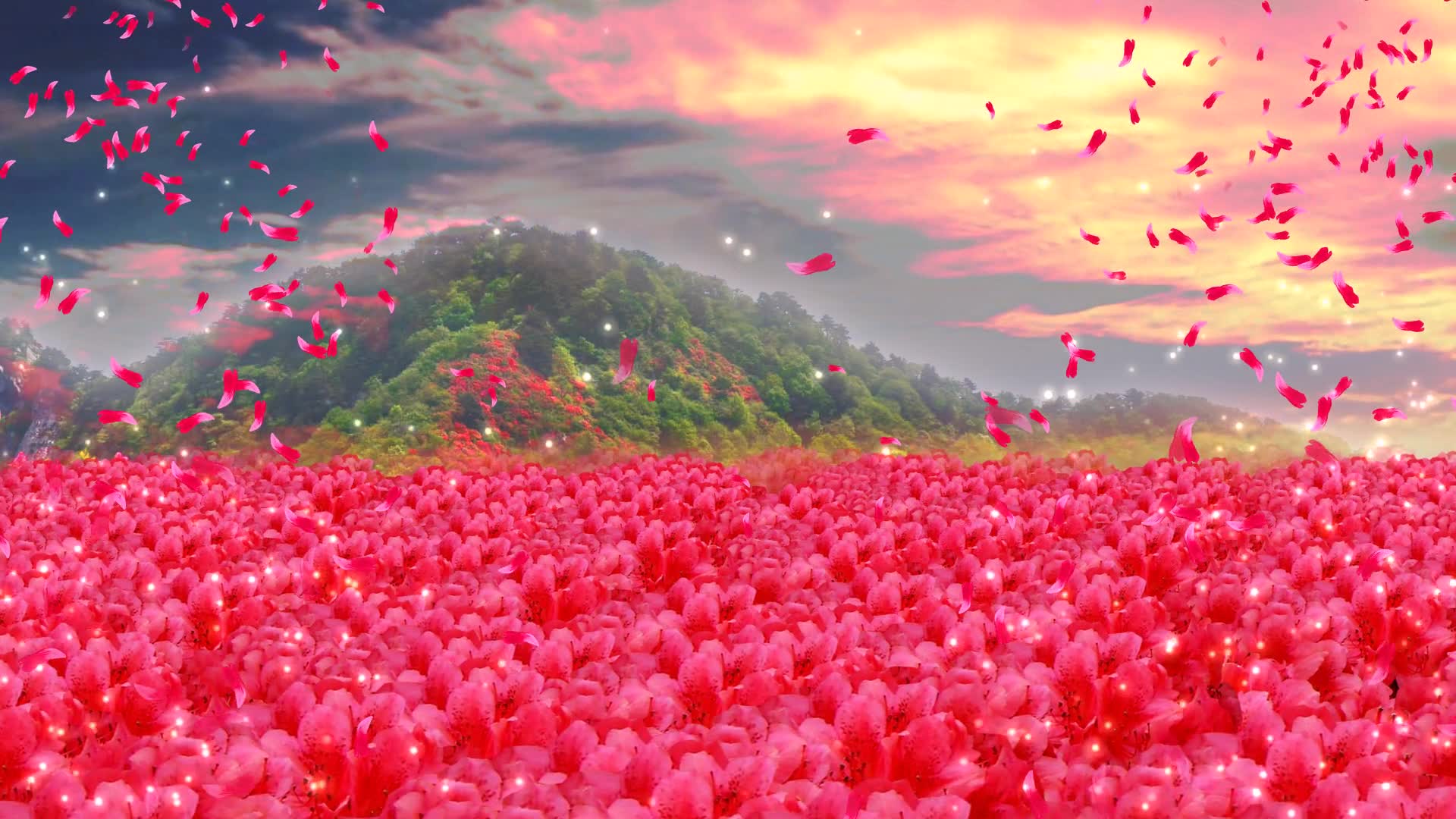 满山红艳艳映山红唯美杜鹃花高清晚会背景视频素材