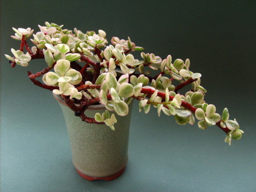 盆栽马齿苋顶树生长较快,茎干分枝不规则,在半阴条件下