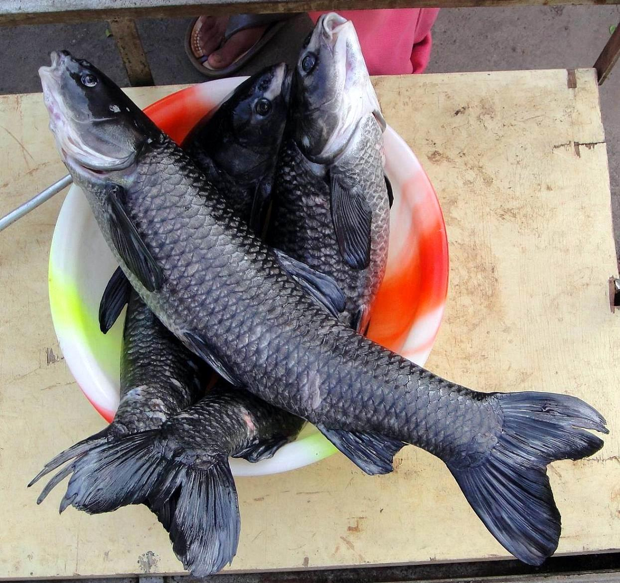 四海钓鱼大课堂——知青鱼懂技巧,助你擒获巨青!