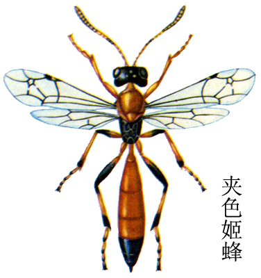 夹色姬蜂