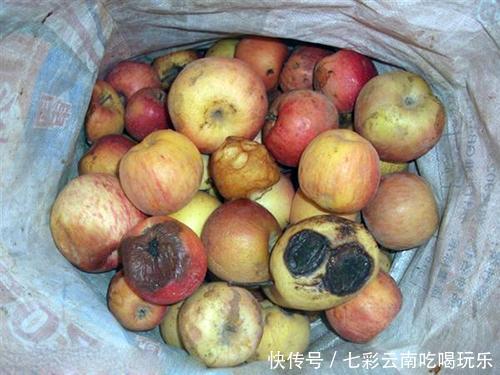 今年村里又有人来收落果,这些果子又不能吃,为啥年年有人来收?