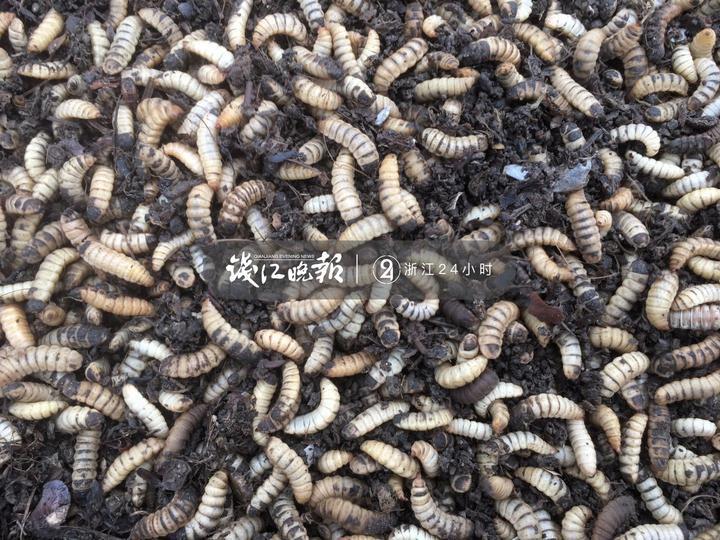 (图:正在分解餐厨垃圾的黑水虻幼虫)
