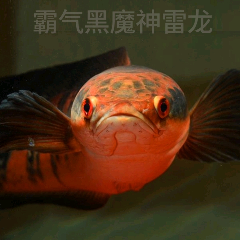 黑魔神雷龍魚紅帝王苗