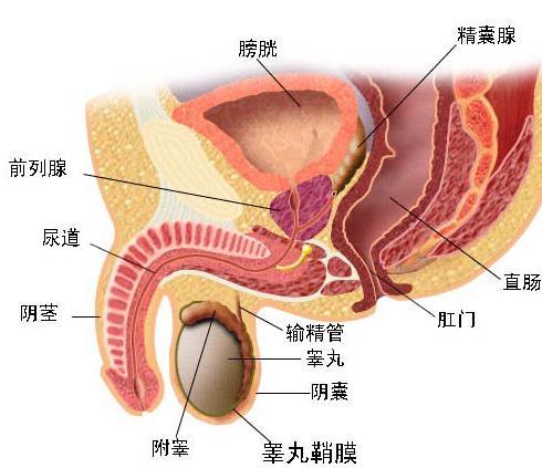 男性尿道