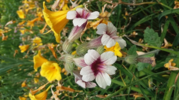 別稱碧冬茄 矮喇叭 毽子花4地黃花(粉紫色花心) 黃色的 金娃娃