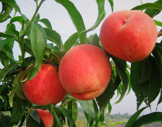 安丘蜜桃的冬季修剪主要是为了什么