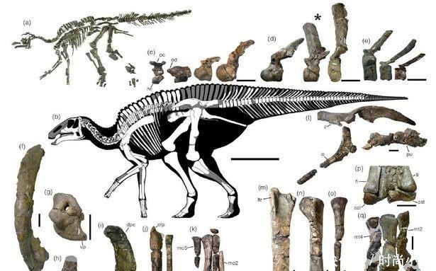 恐龙化石形成的过程图片