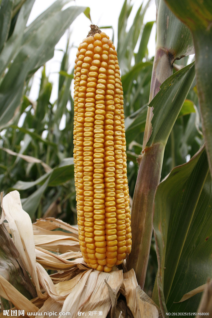 棒子,苞米,苞谷