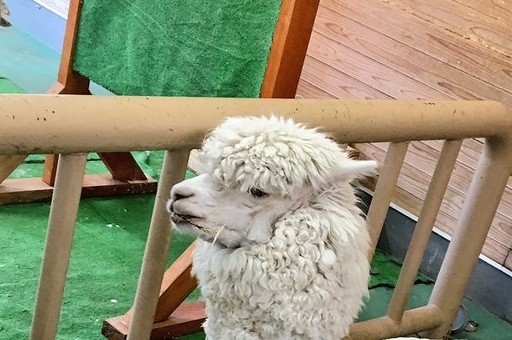 日本一只羊驼就被剃掉全身的毛,只留下脖子以上的卷毛,一副厌世的表情