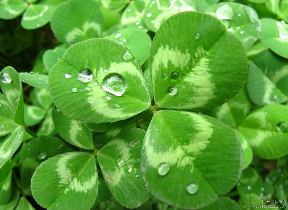 三叶草-《植物大战僵尸》中的三叶草