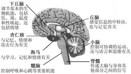 前额叶杏仁核海马体图片