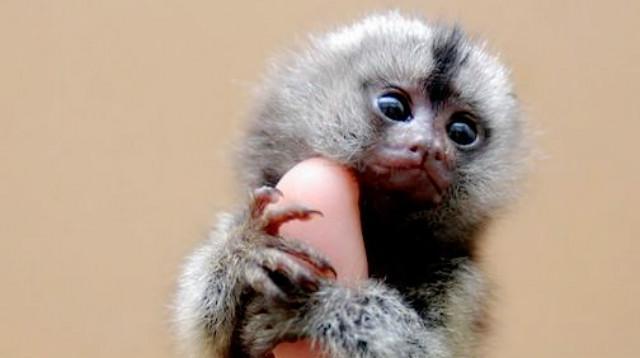 只有手指大小的宠物萌猴,你想养吗