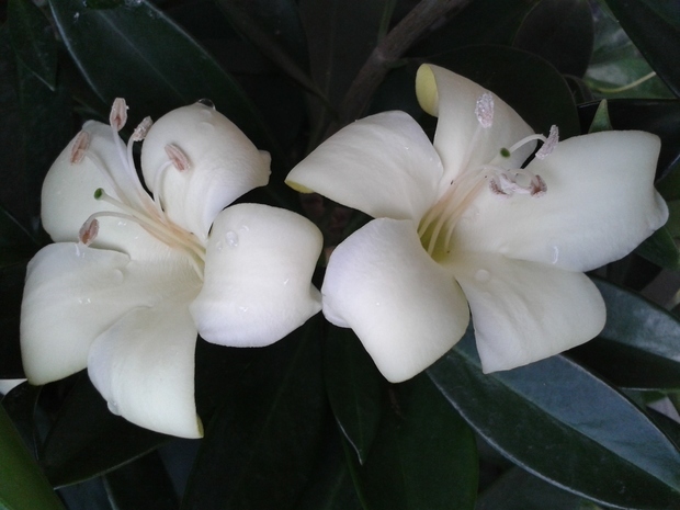 开白色花的植物,花很香,花有点像百合,晚上盛开,容易凋谢,不知道叫