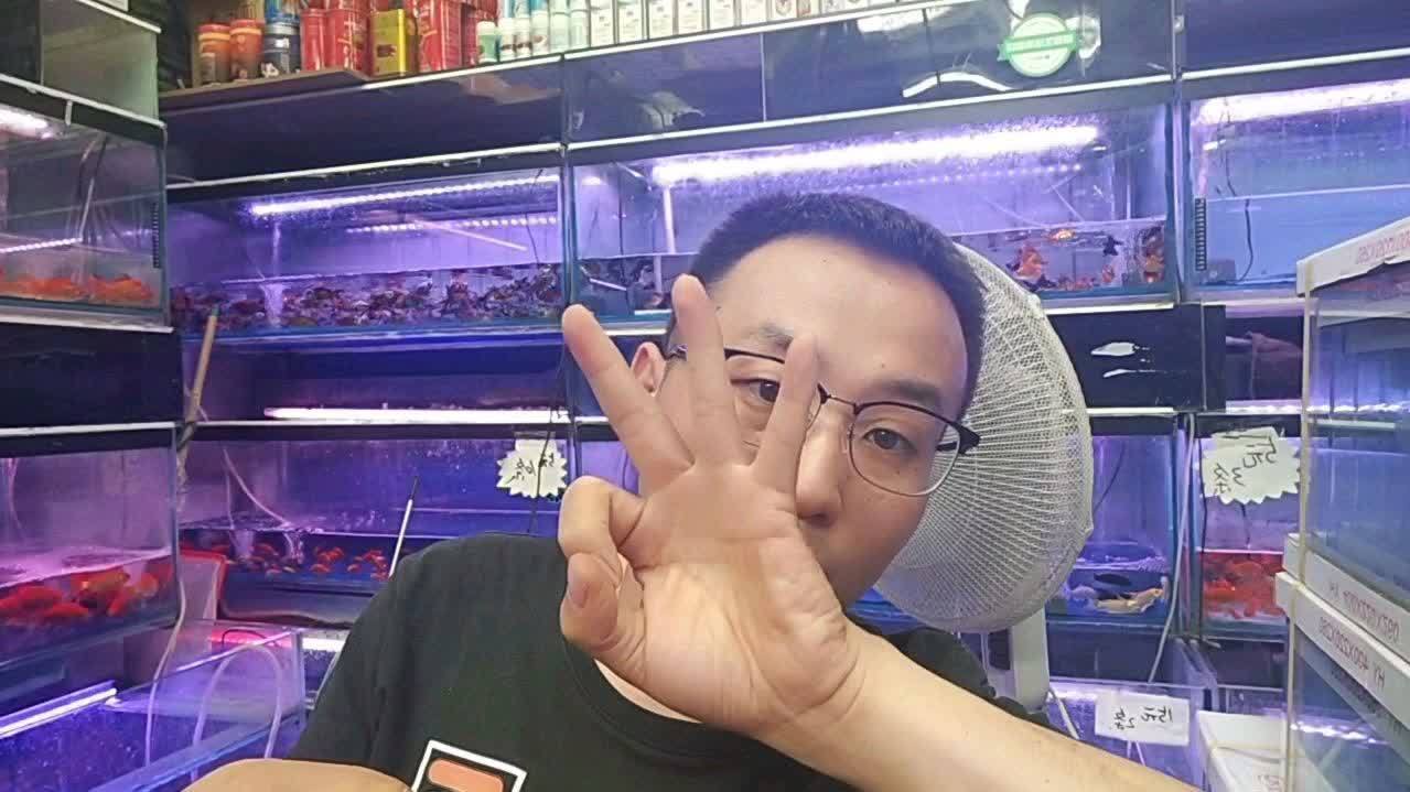 鱼粮选择指南：哪些品牌更可靠？