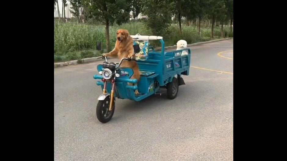 金毛学开电动三轮车,带狗狗出去兜风
